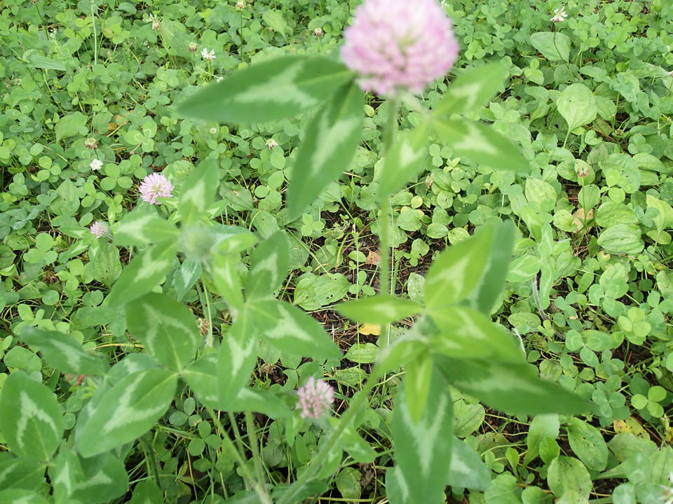 紫詰草