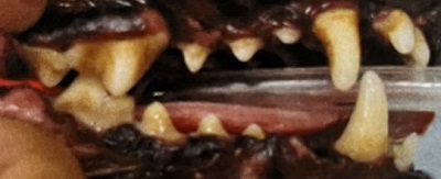 ミナトちゃん　犬の歯石除去1