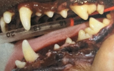 ミナトちゃん　犬の歯石除去3