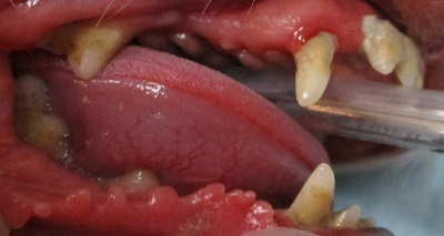 エリィちゃん　犬の歯石除去1