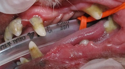 エリィちゃん　犬の歯石除去2