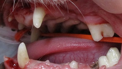 エリィちゃん　犬の歯石除去4