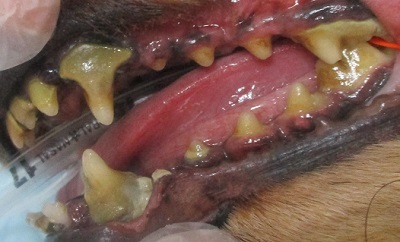 ララちゃん　犬の歯石除去２