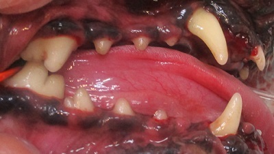 ララちゃん　犬の歯石除去３