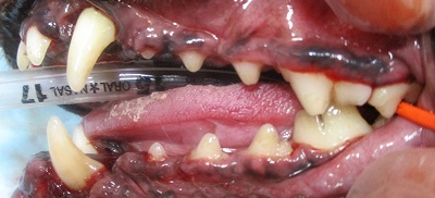 ララちゃん　犬の歯石除去４