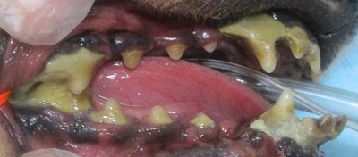 ララちゃん　犬の歯石除去１