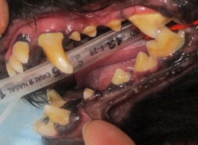 トムちゃん　犬の歯石除去2