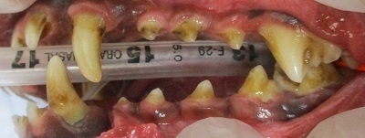 ココちゃん　犬の歯石除去2