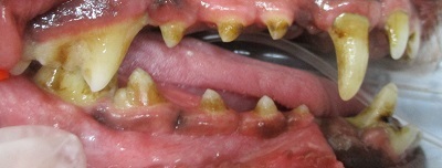 ココちゃん　犬の歯石除去1
