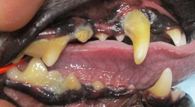 ナナちゃん　犬の歯石除去1