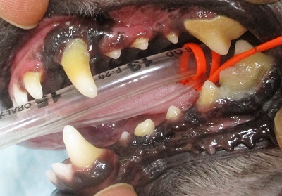ナナちゃん　犬の歯石除去2