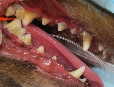 Lynnちゃん　犬の歯石除去1