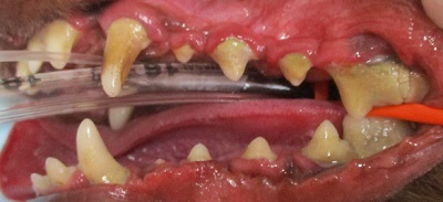 Lynnちゃん　犬の歯石除去2