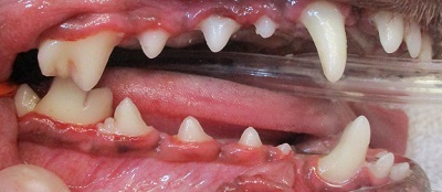 Lynnちゃん　犬の歯石除去3