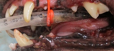 チョコちゃん　犬の歯石除去４