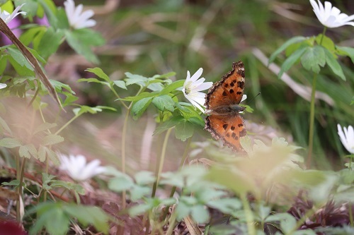 蝶と花2