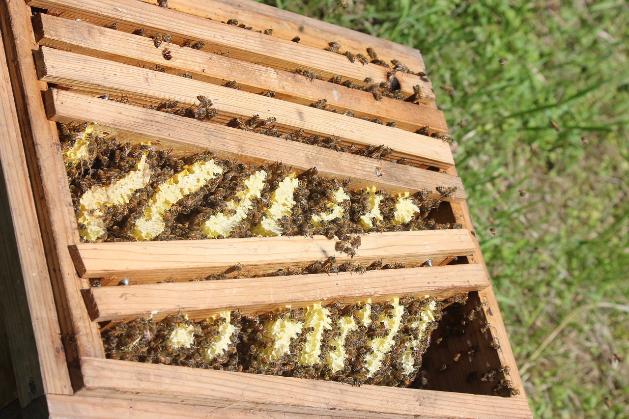 洋蜂の巣箱２