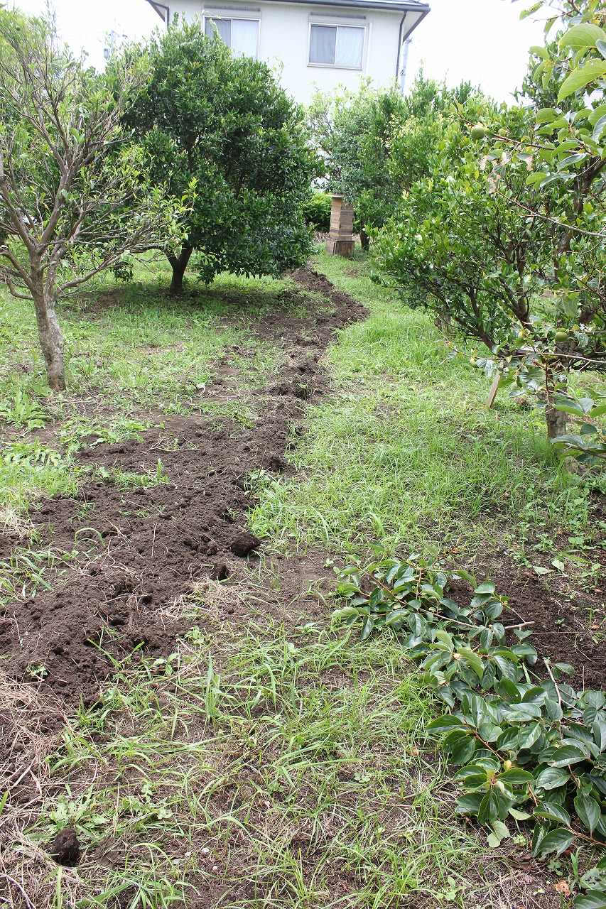 乾燥堆肥を埋めた溝