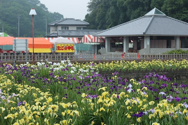 亀鶴公園　花しょうぶ