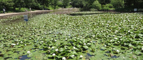 「せせらぎ公園」のスイレン池