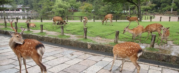 奈良公園のシカ