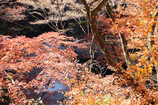 奥氷川神社付近の紅葉３