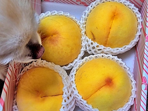黄金桃　柚子