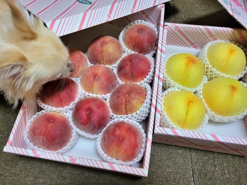 リパリア農園　桃　柚子