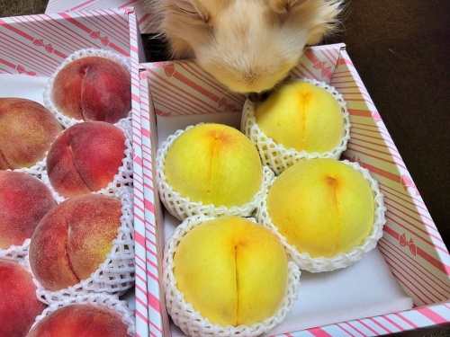 リパリア農園　桃　柚子