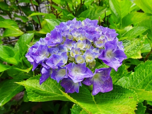 我が家の庭にて　紫陽花