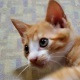 茶白子猫(男の子)トムくん*玉野市M公園プロジェクト