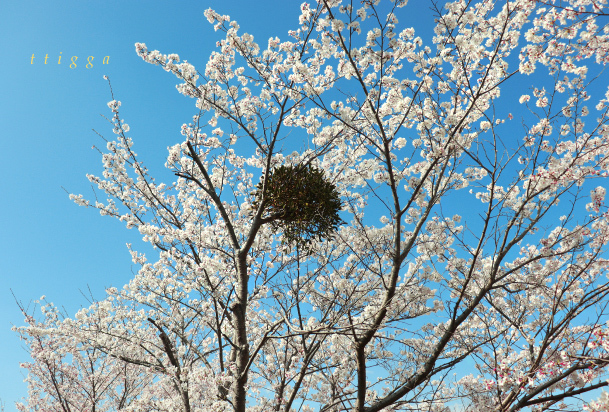 桜の堤防宿り木と桜09