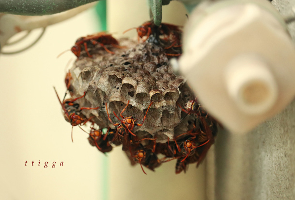 洗濯機脇の蜂の巣07