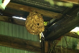 ボロ小屋にスズメバチの巣036mini