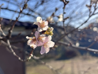 冬桜　千栄　県道1号線　四季桜